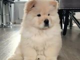 Pofuduk Chow Chow Yavruları
