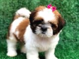 Sevimli Shih Tzu Yavrularımız Sizleri Bekliyor