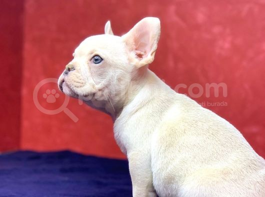 Muhteşem, Mavi̇ Gözlü French Bulldog Plati̇nyum Yavrumuz görsel