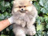 Teddy Face Orjinal Pomeranian Boo Bebeklerimiz