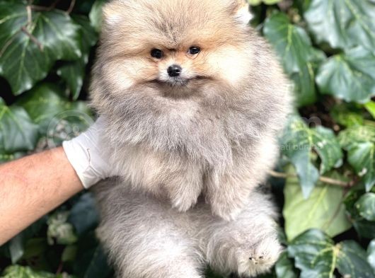 Teddy Face Orjinal Pomeranian Boo Bebeklerimiz görsel