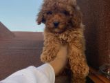 İnstagram Fenomeni Karamel’in Bebekleri