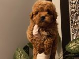 Ev Ortamında Poodle Bebekler