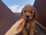 Muhteşem Poodle Yavrularımız