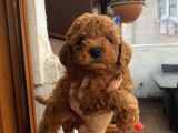 Muhteşem Poodle Yavrularımız