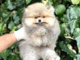 Teddy Face Orjinal Pomeranian Boo Bebeklerimiz