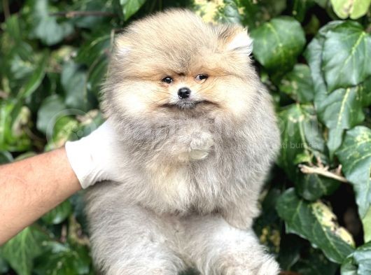 Teddy Face Orjinal Pomeranian Boo Bebeklerimiz