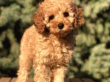 Orjinal Fawn Toy Poodle
