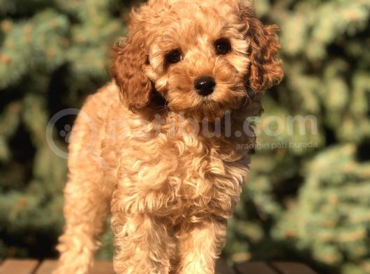Orjinal Fawn Toy Poodle görsel