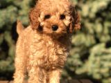 Orjinal Fawn Toy Poodle