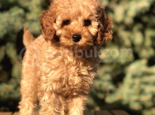 Orjinal Fawn Toy Poodle