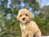 Sevi̇mli̇ Poodle Bebekler a Kalite