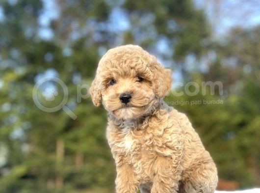 Sevi̇mli̇ Poodle Bebekler A Kalite