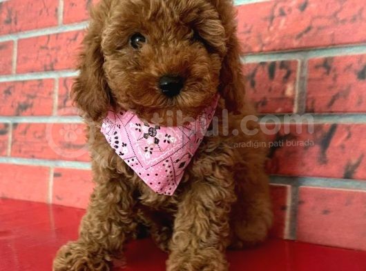 Toy Poodle Yavrulari Mama Ve Malzeme Kapanyalı görsel