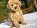 Sevi̇mli̇ Poodle Bebekler A Kalite