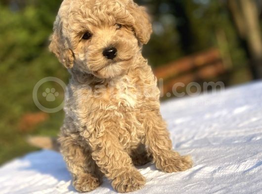 Sevi̇mli̇ Poodle Bebekler A Kalite görsel