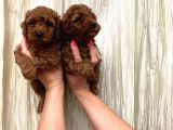 Toy Poodle Yavrulari Mama Ve Malzeme Kapanyalı