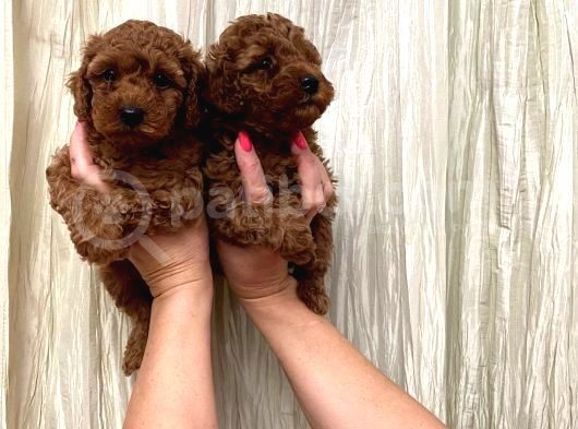 Toy Poodle Yavrulari mama ve malzeme Kapanyalı