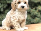 Orjinal Latte Maltıpoo
