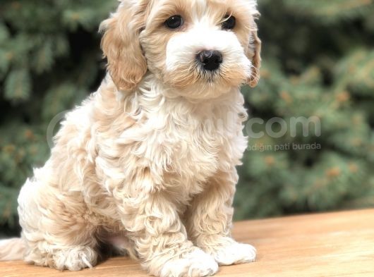 Orjinal Latte Maltıpoo