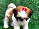 Sevimli Shih Tzu Yavrularımız Sizleri Bekliyor