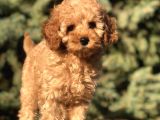 Orjinal Fawn Toy Poodle