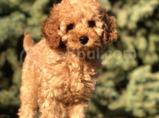 Orjinal Fawn Toy Poodle görsel