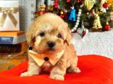 Orji̇nal Malti̇po Yavrular 