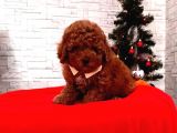 Toy Poodle Yavrulari Mama Ve Malzeme Kapanyalı