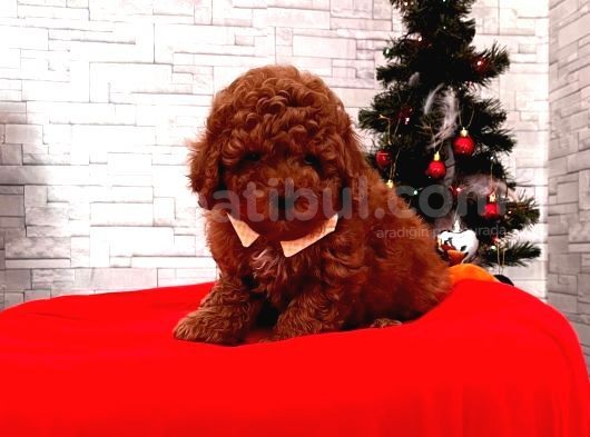 Toy Poodle Yavrulari Mama Ve Malzeme Kapanyalı görsel