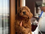 Muhteşem Poodle Yavrularımız
