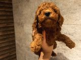 Muhteşem Poodle Yavrularımız