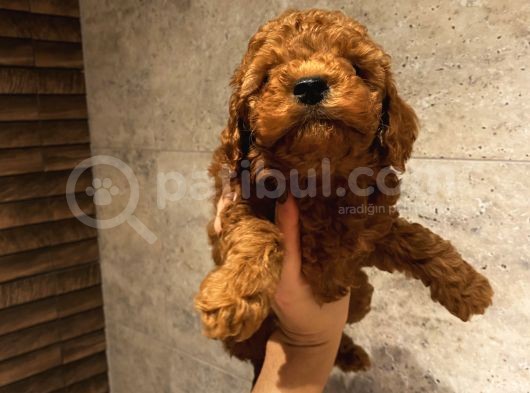Muhteşem Poodle Yavrularımız görsel