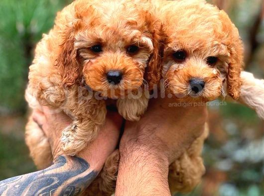 Orjinal Toy Poodle Yavrularımız görsel