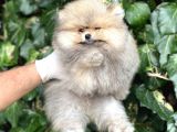 Teddy Face Orjinal Pomeranian Boo Bebeklerimiz