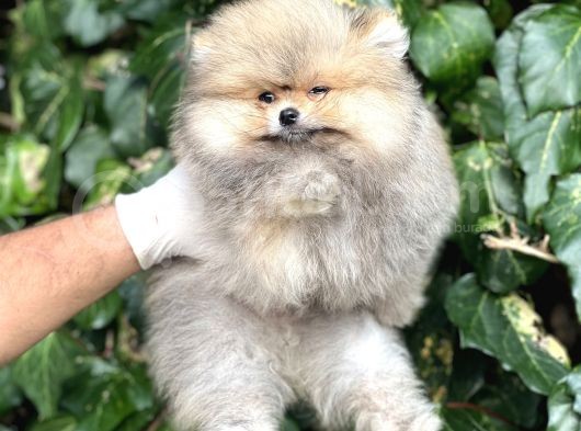 Teddy Face Orjinal Pomeranian Boo Bebeklerimiz görsel