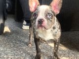 Özel Renk Merle French Bulldog Süper Anatomi̇