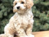 Orjinal Latte Maltıpoo