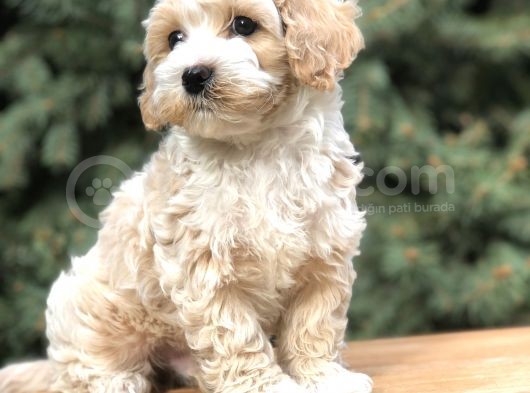 Orjinal Latte Maltıpoo görsel