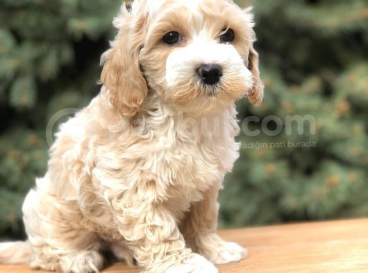 Orjinal Latte Maltıpoo görsel