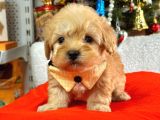 Orji̇nal Malti̇po Yavrular 