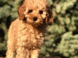 Orjinal Fawn Toy Poodle