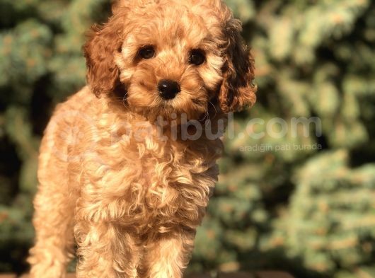 Orjinal Fawn Toy Poodle görsel