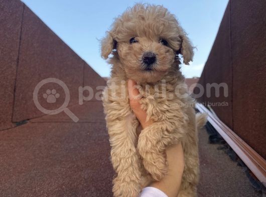 Muhteşem Poodle Yavrularımız görsel