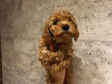 Muhteşem Poodle Yavrularımız
