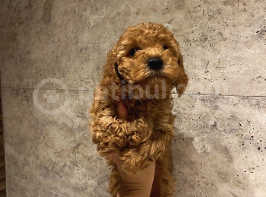 Muhteşem Poodle Yavrularımız görsel
