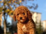 Sevimli Mini Boy Poodle Bebekler