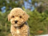 Sevi̇mli̇ Poodle Bebekler A Kalite