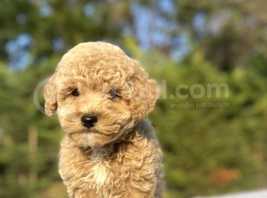 Sevi̇mli̇ Poodle Bebekler A Kalite görsel