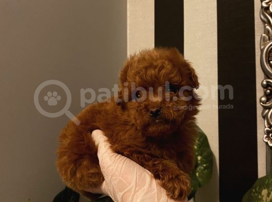 Aşılı Poodle Bebekler görsel